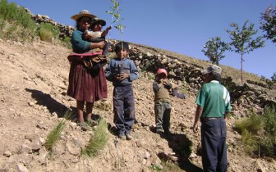 Agroforestería(Sacaca)