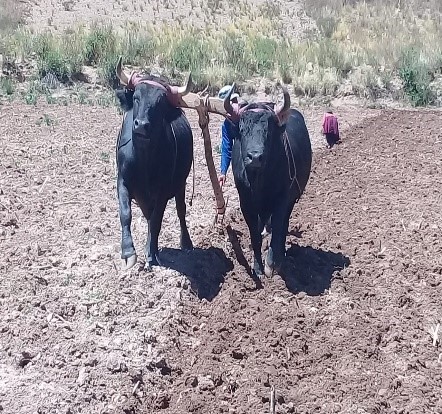 Investigación agroecológica Colloma